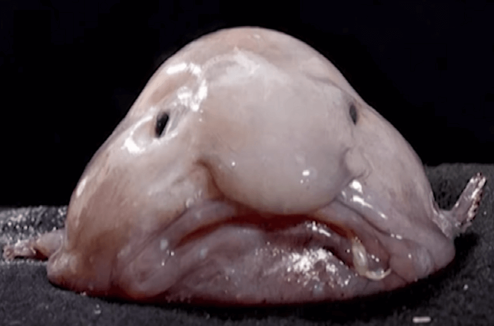 blobvis close up